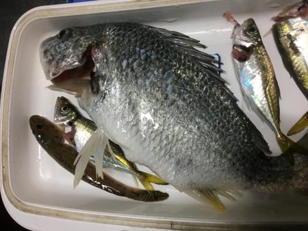 １投目からキビレチヌ釣った。やったぜ＾＾＾